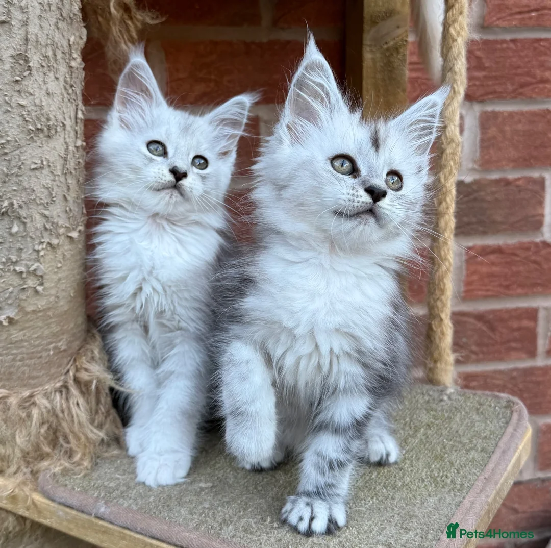 Maine Coon cats for sale: Maine coon kittens - Advert 14