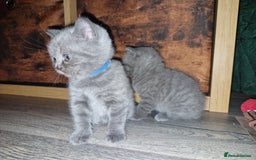 British Shorthair cats for sale: Beautiful british shorthair kittens  - Image 5