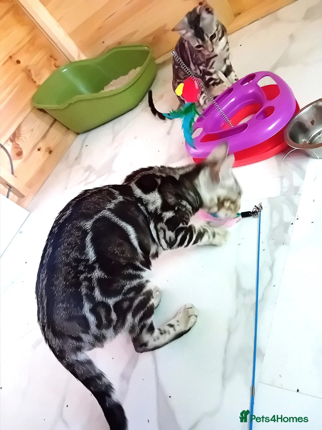 Bengal cats for stud: BLUE + SNOW CARRIER Silver Korea Import Clouded in Gateshead - Advert 3