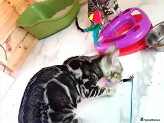 Bengal cats BLUE + SNOW CARRIER Silver Korea Import Clouded - Advert 10