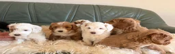 Australian Labradoodle dogs for sale: Stunning multigen Australian labradoodles - Advert 5