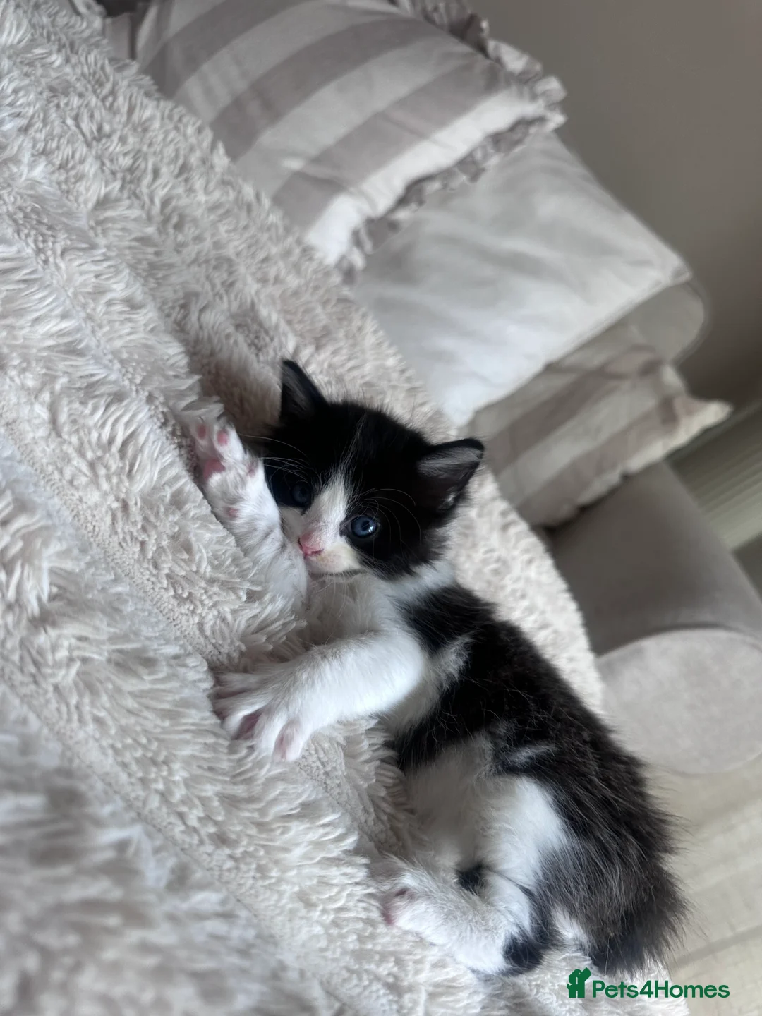 Mixed Breed cats for sale: Ragdoll x tuxedo  - Advert 2