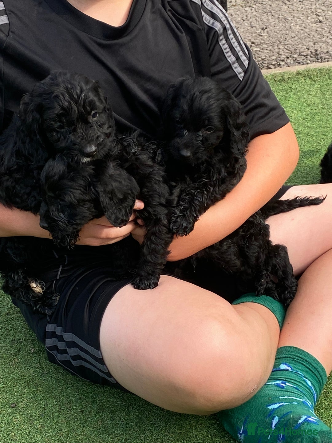 Cockapoo dogs for sale: Cockapoo puppy’s boys/girls - Image 12