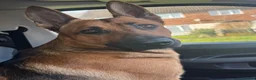Mixed Breed dogs for sale: Rare Crossbreed Bulldog x Belgian Shepherd Puppies in Swanley - Advert 7
