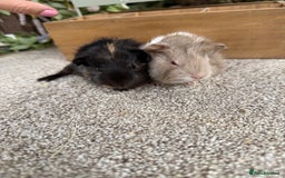 Guinea Pig rodents for sale: Two pairs of Guineapig boys to reserve  - Image 1