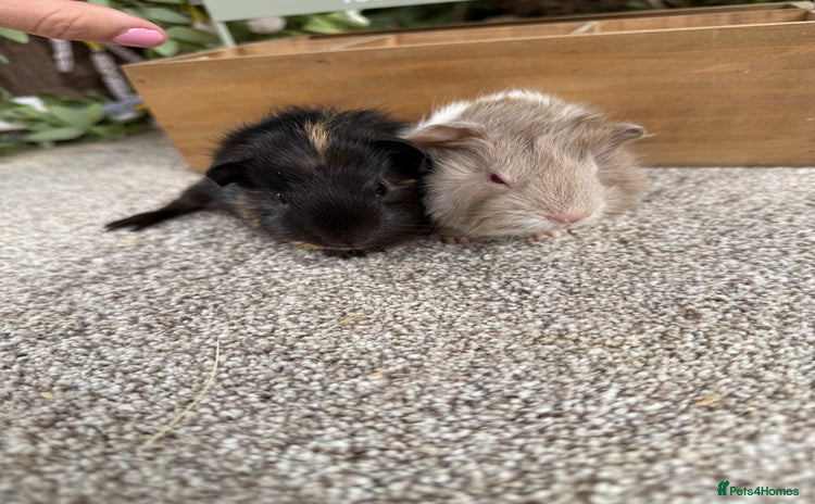 Guinea Pig rodents - Advert 1