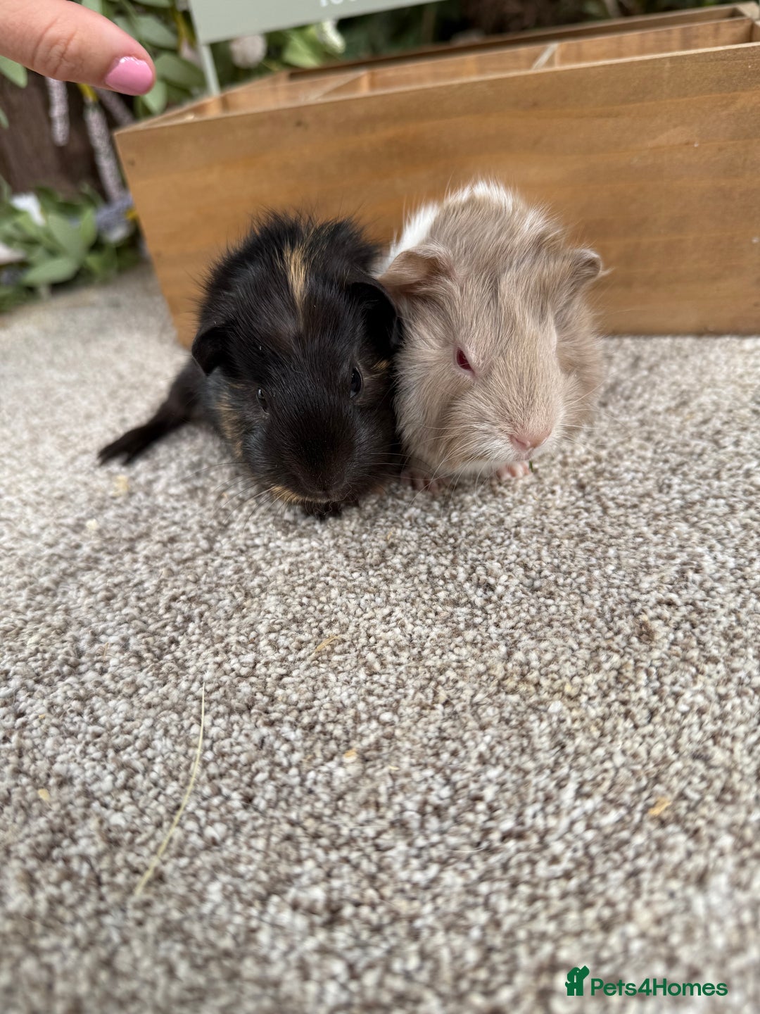 Guinea Pig rodents for sale: Two pairs of Guineapig boys to reserve  - Image 1