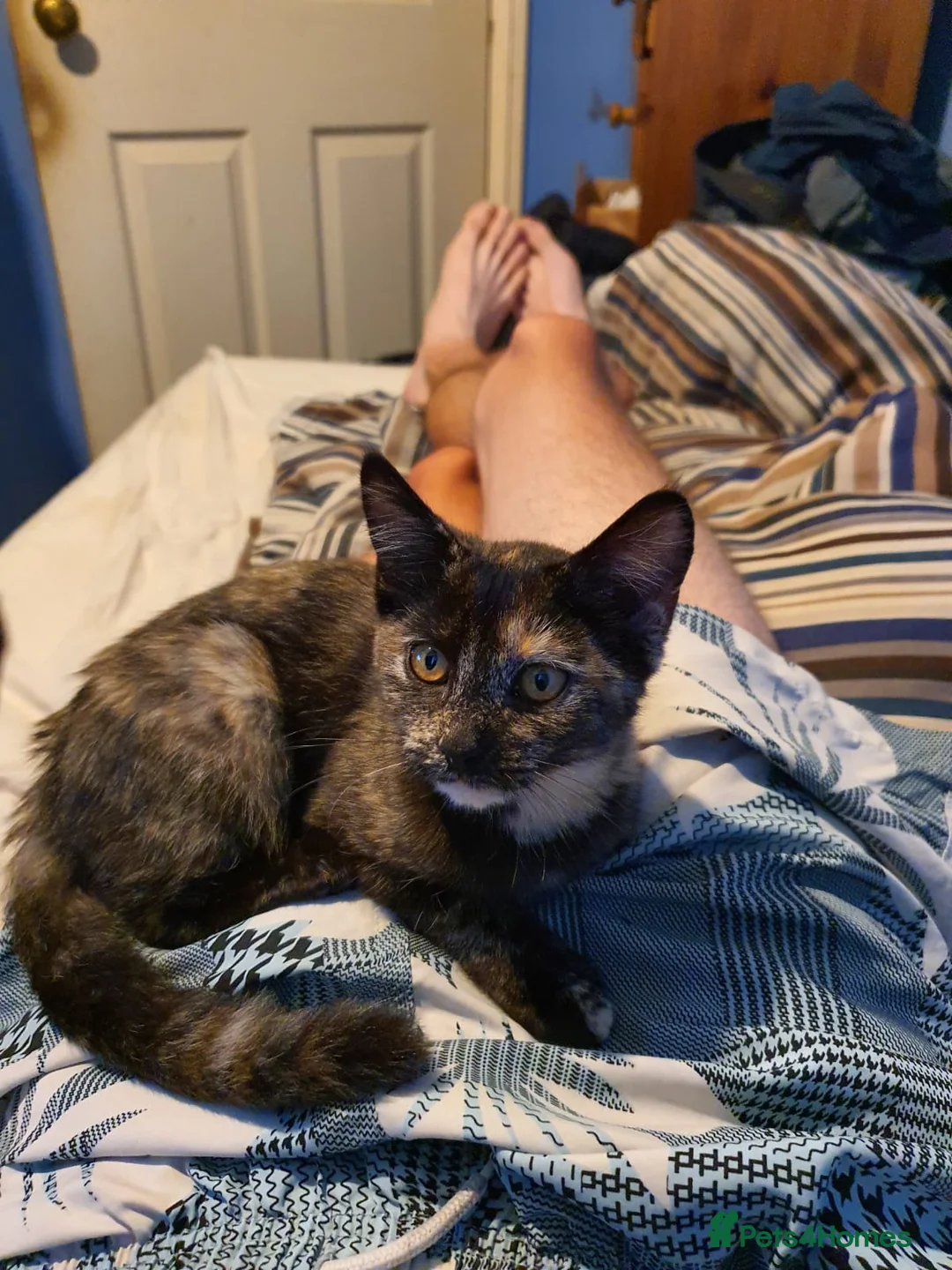 Mixed Breed cats for sale: Kittens - Advert 1
