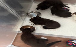 Mixed Breed cats for sale: Black & white kittens available - Image 4