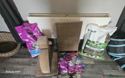 British Longhair cats for sale: Meet Hocus & Pocus  - Image 6