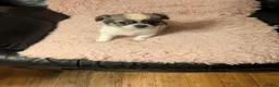 Chihuahua dogs for sale: Lovely tiny chihuahua puppies for sale  - Advert 27