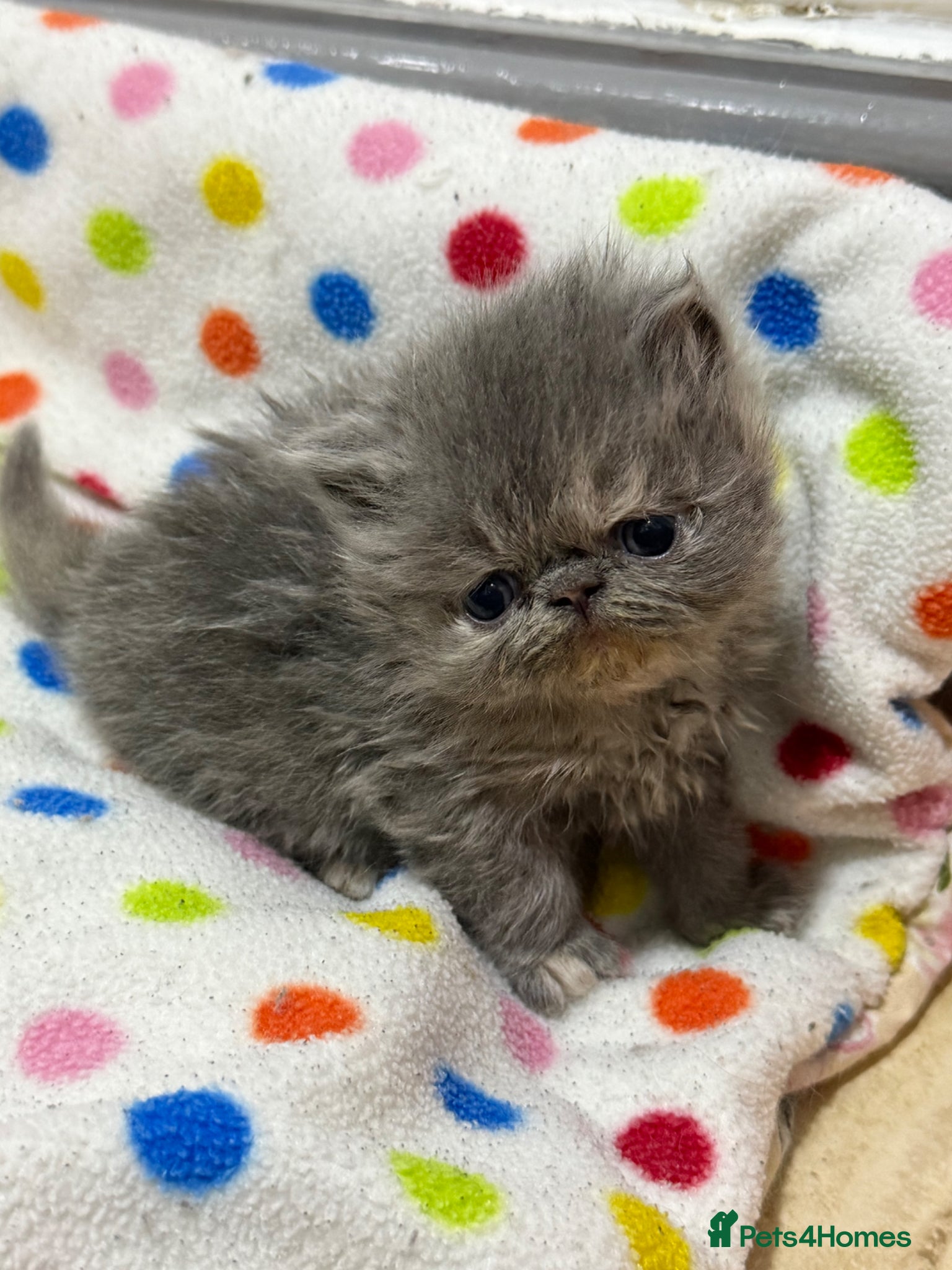 Persian cats GCCF registered Persian kittens  - Advert 6