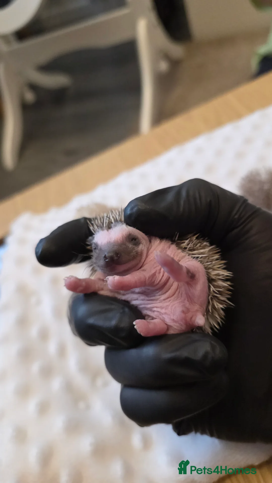 Pygmy Hedgehog rodents for sale: African Pygmy hedgehog babies - Advert 4