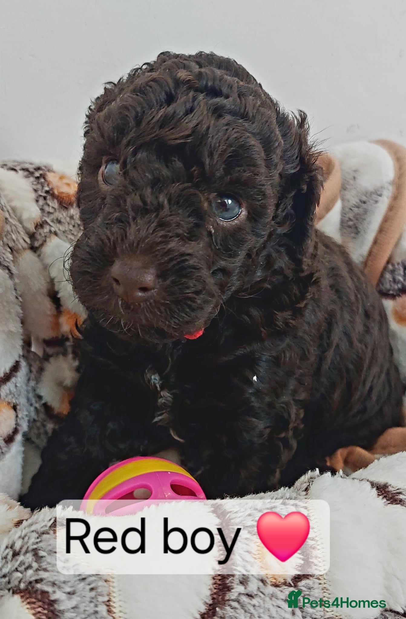 Toy Poodle dogs ⭐️⭐️⭐️⭐️⭐️ 5 star toy poodle puppies ⭐️⭐️⭐️⭐️ - Advert 1