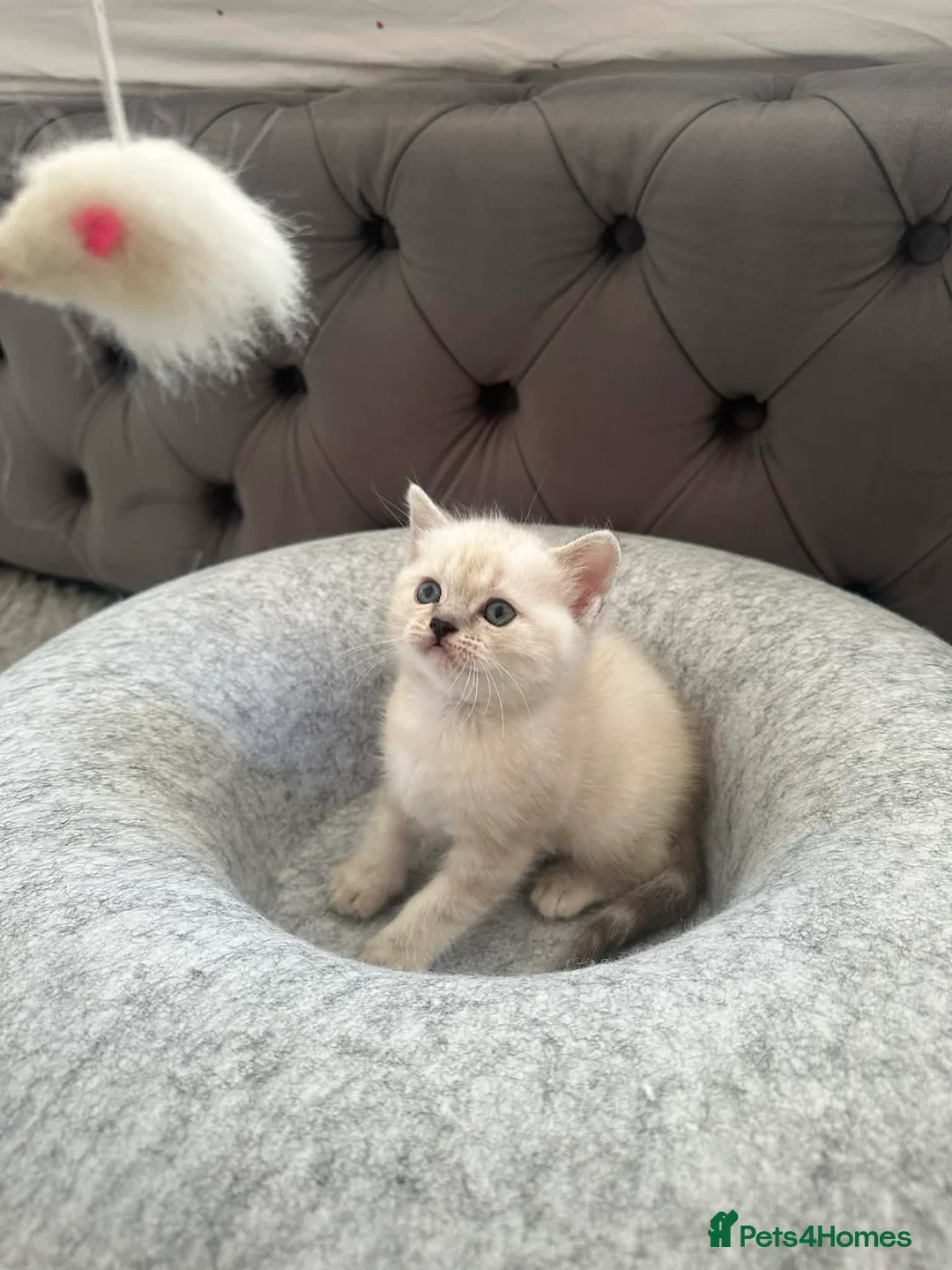 Scottish Fold cats for sale: Adorable scottish fold and straight kittens - Advert 30