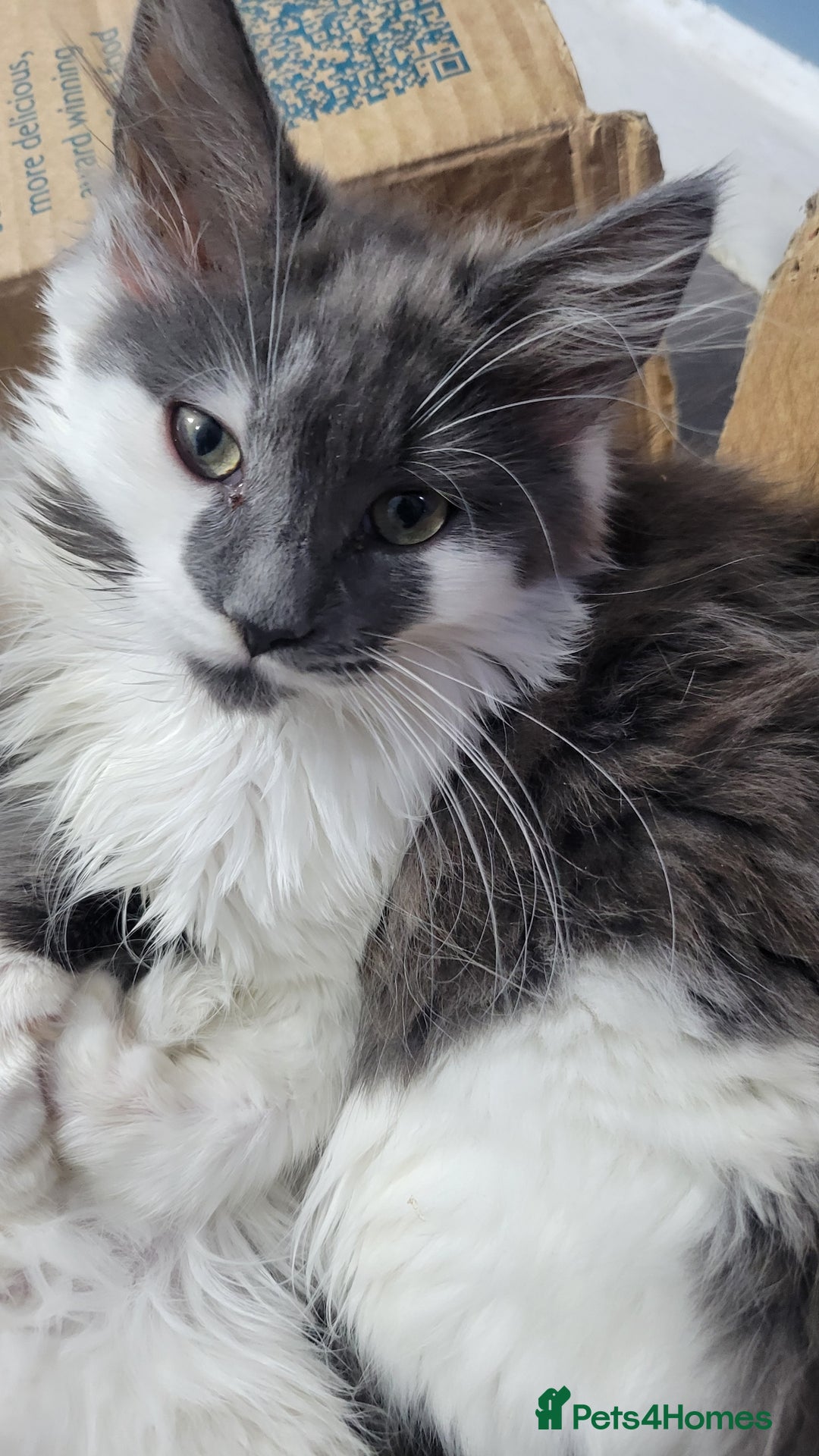 Maine Coon cats for sale: Beautiful Mixed Main Coon Kittens - Advert 8