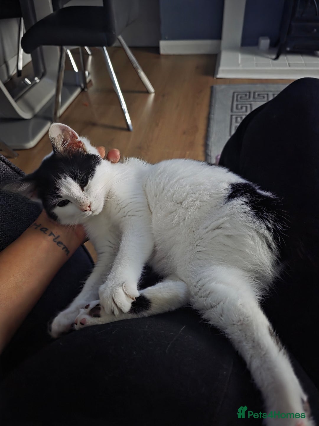 British Shorthair cats for sale: poppy 10 weeks old  - Advert 2