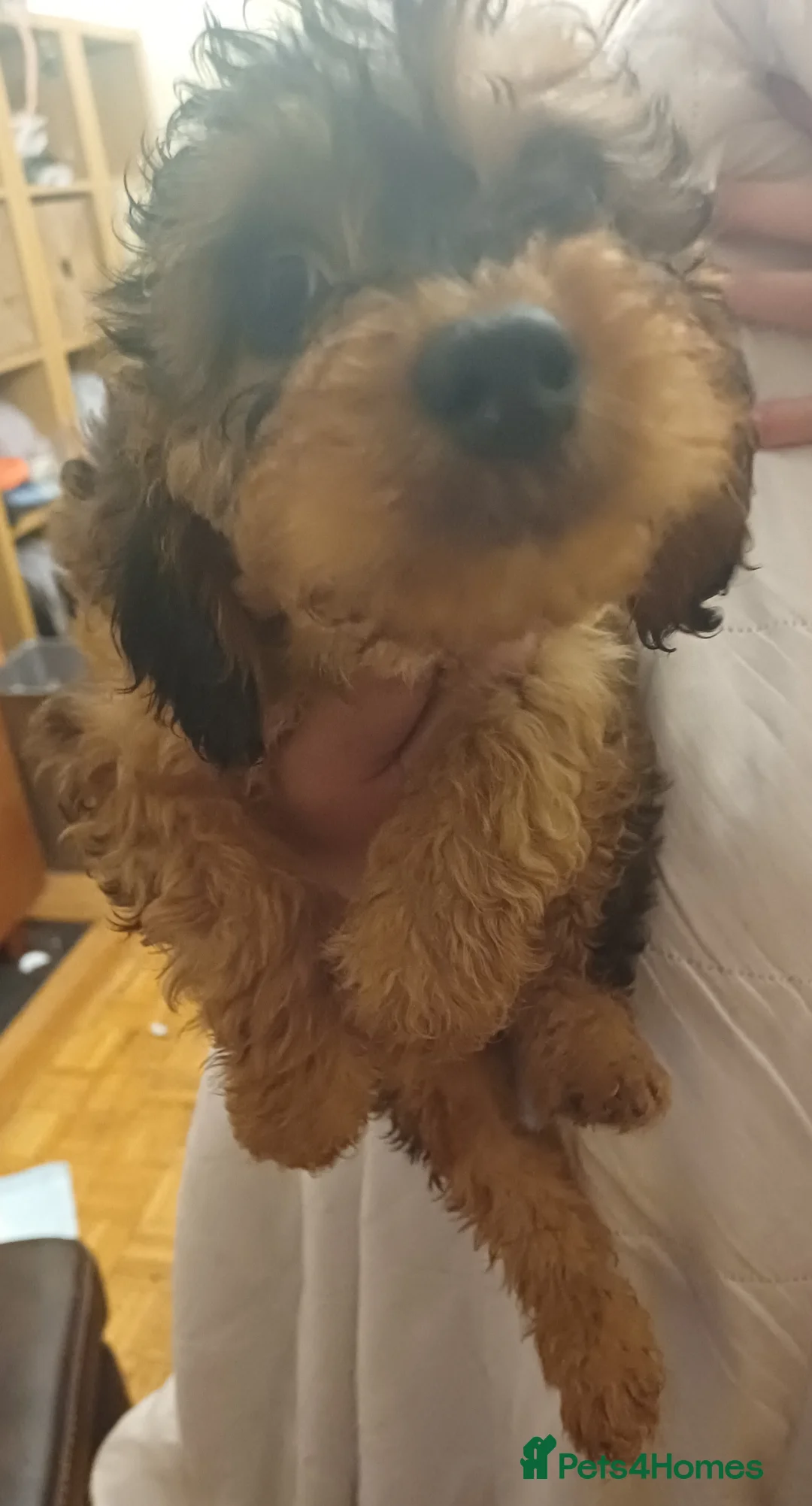 Cavapoo dogs for sale: Gorgeous Cavapoo Puppies. Ready To Go Now in Bristol - Advert 15