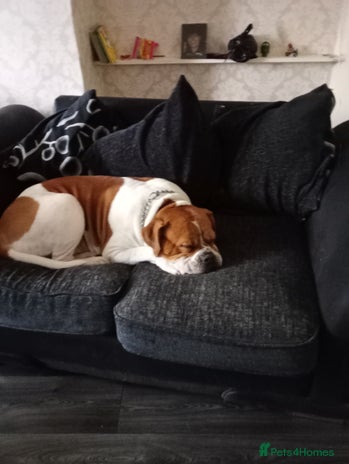 Mixed Breed dogs - Advert 10