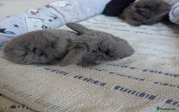 Mini Lop rabbits for sale: Beautiful mini lops, some have additional needs  - Image 5