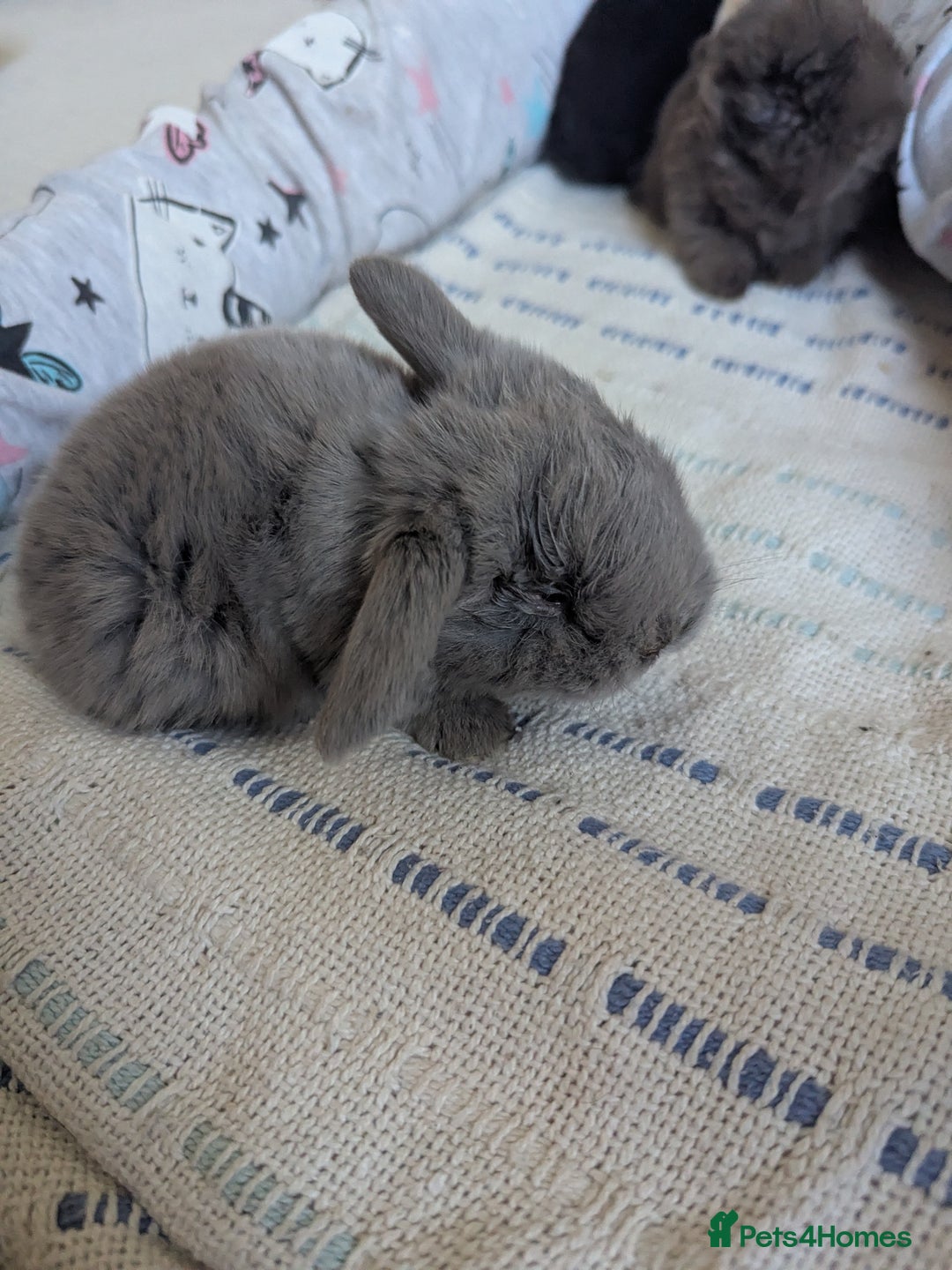 Mini Lop rabbits for sale: Beautiful mini lops, some have additional needs  - Image 5