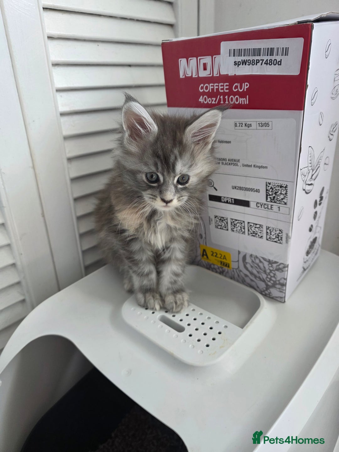 Maine Coon cats for sale: TICA REGISTERED STUNNING MAINE COON KITTENS  in Blackpool - Image 11
