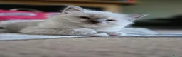 Ragdoll cats for sale: Ragdoll Kittens in Waterlooville - Advert 7