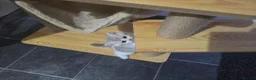 British Shorthair cats for sale: BSH kittens  in Bradford - Advert 19