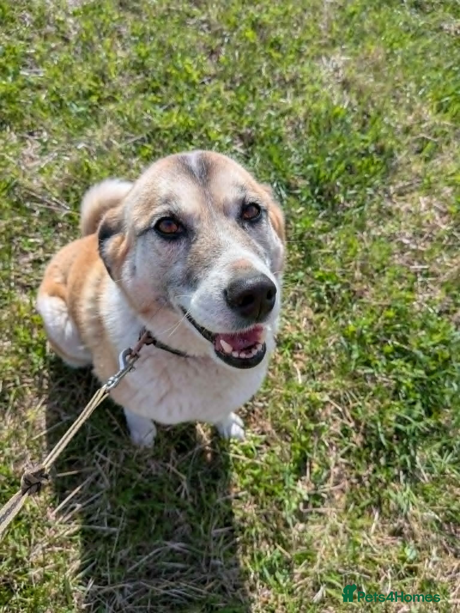 Mixed Breed dogs Ivy, lovely girl, foster or adoption - Advert 1