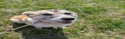Mixed Breed dogs for adoption: Lily, lovely girl, foster or adoption - Advert 1