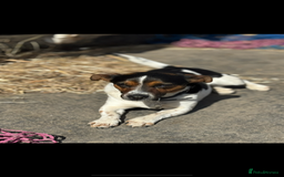 Jack Russell dogs for sale: Outstanding jack russels  - Image 21