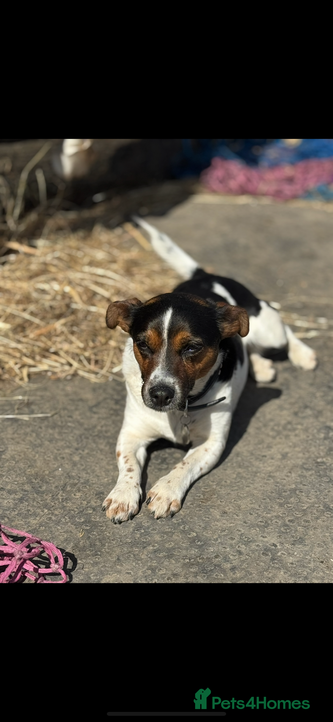 Jack Russell dogs for sale: Outstanding jack russels  - Image 21
