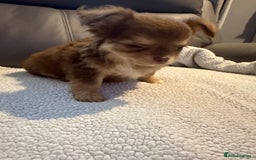 Chihuahua dogs for sale: Stunning litter of 5 long coat chihuahuas - Image 14