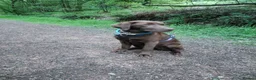 Labrador Retriever dogs for sale: KC Chocolate Labrador from Health Test Parents - Advert 1
