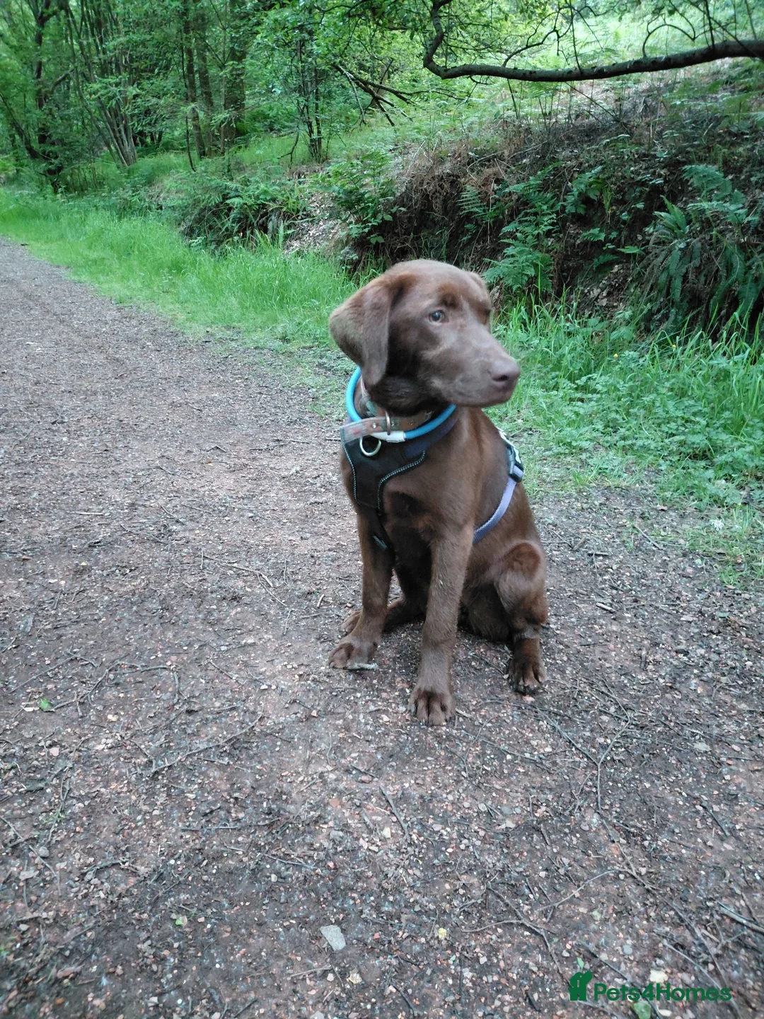 Labrador Retriever dogs for sale: KC Chocolate Labrador from Health Test Parents - Advert 1
