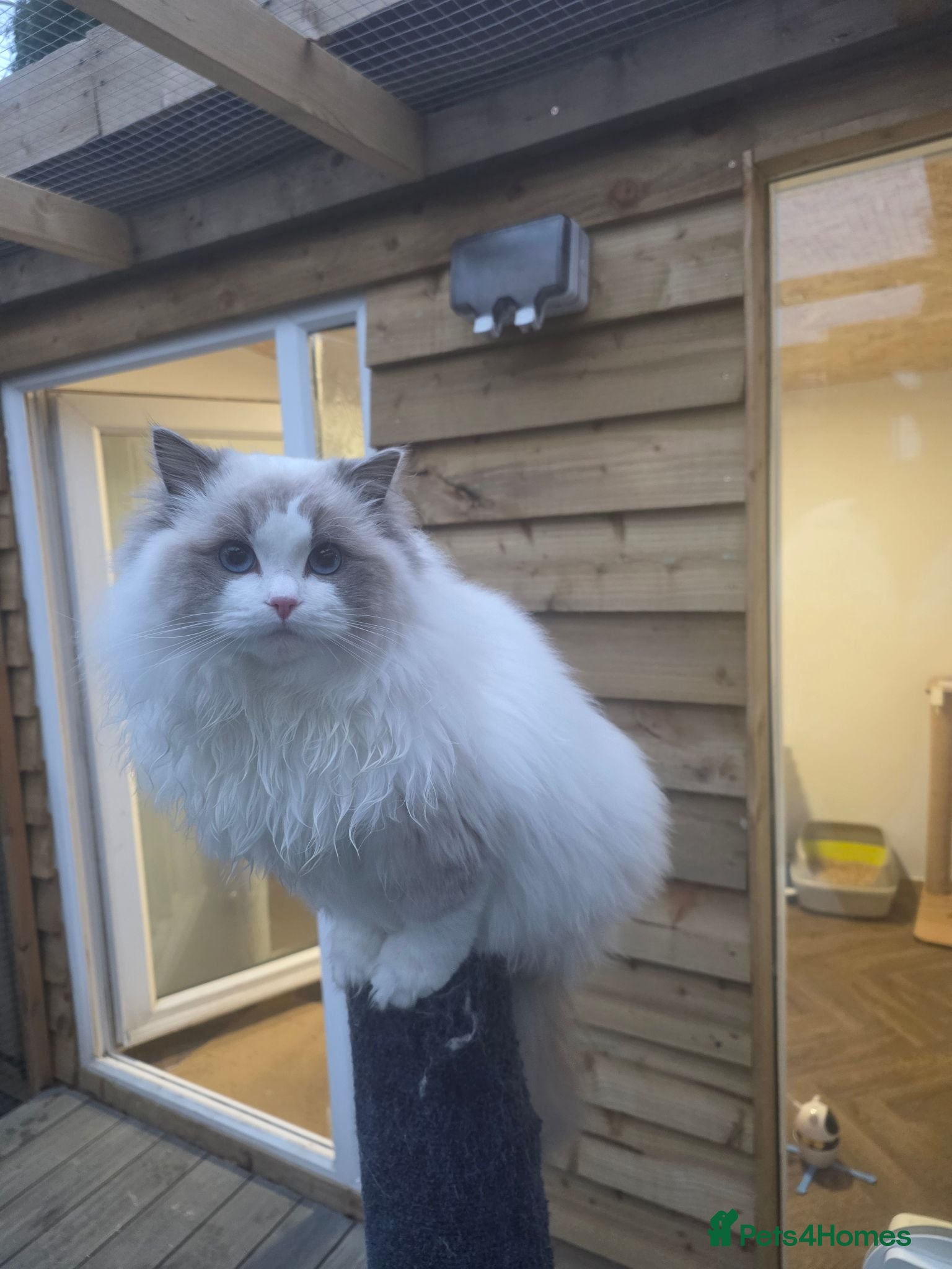 Ragdoll cats Ragdoll cats -  beautiful inside and out 😻 - Advert 2