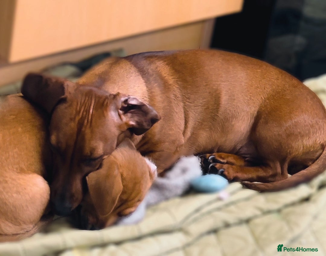 Miniature Dachshund dogs for sale: 3yr KC reg red dachshund  - Advert 7