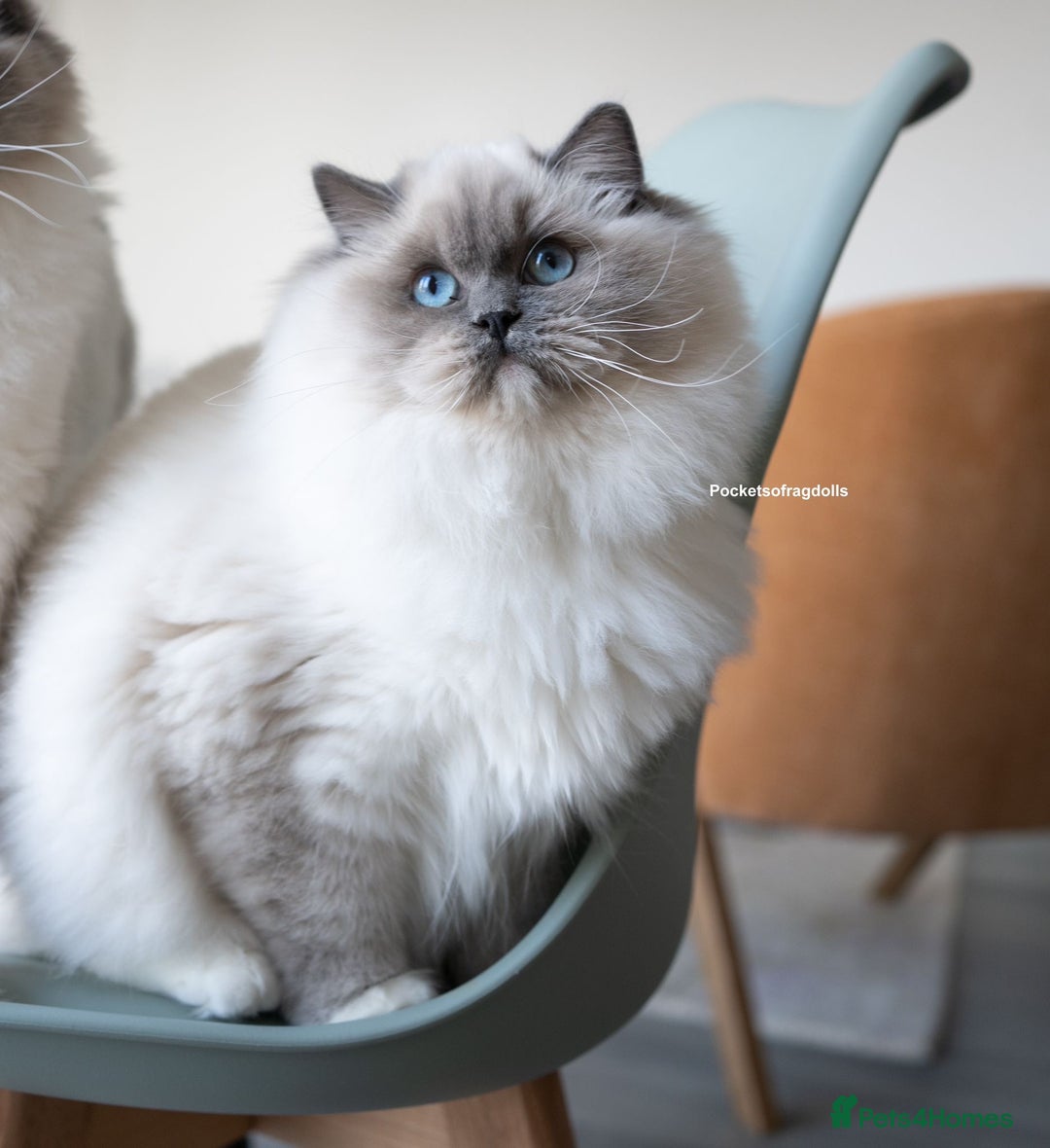 Ragdoll cats for sale: From Our Hearts to Yours – Ragdoll Kittens 💕 - Image 16