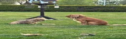 Cocker Spaniel dogs for stud: Handsome Golden Working Cocker for Stud KC Reg - Advert 20