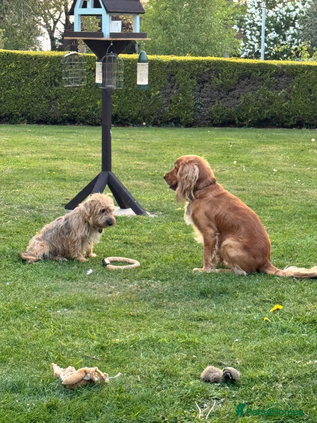 Cocker Spaniel dogs for stud: Handsome Golden Working Cocker for Stud KC Reg - Advert 20