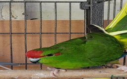 Cockatiels birds for sale: Cockatiels and Kakariki - Image 13