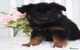 German Shepherd dogs for sale: Guardian Shepherd Dogs!!! - Image 3
