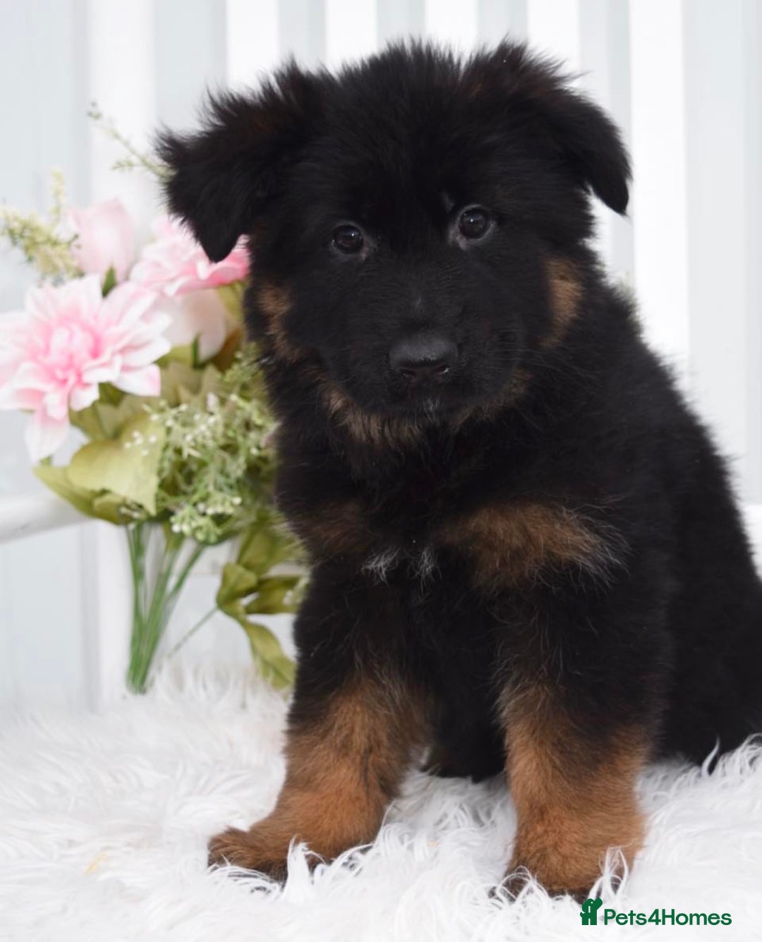 German Shepherd dogs for sale: Guardian Shepherd Dogs!!! - Image 3