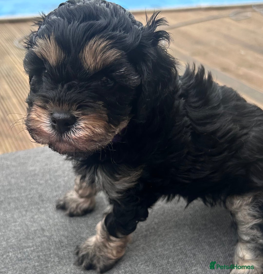 Cavapoo dogs for sale: 🌟HEALTH TESTED F1B CAVAPOO MERLE STUNNING PUPPIES - Image 8