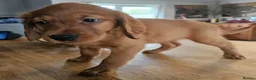 Mixed Breed dogs for sale: GOLDEN IRISH MALE - Advert 9