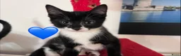 Mixed Breed cats for sale: 😻💚🩵💙🧡💛😻 - Advert 16