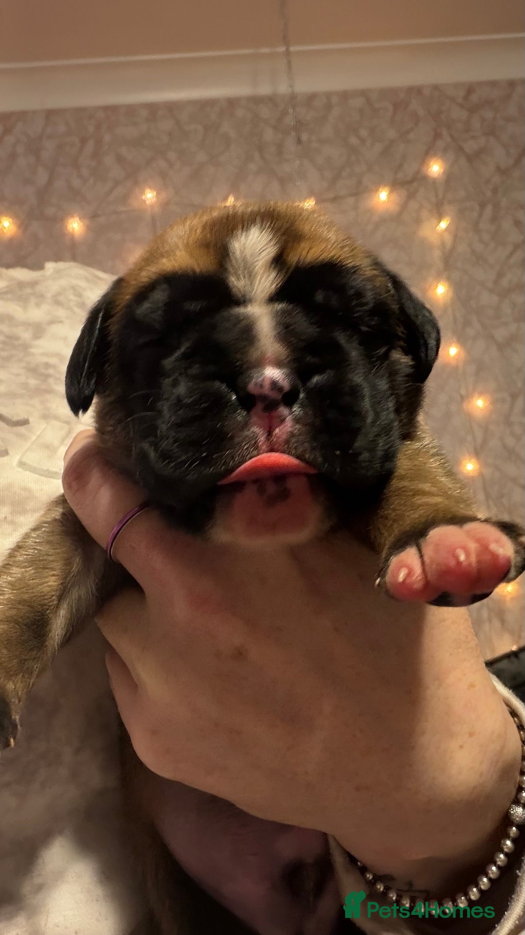 Boxer dogs for sale: Beautiful Boxer Puppies - Advert 6