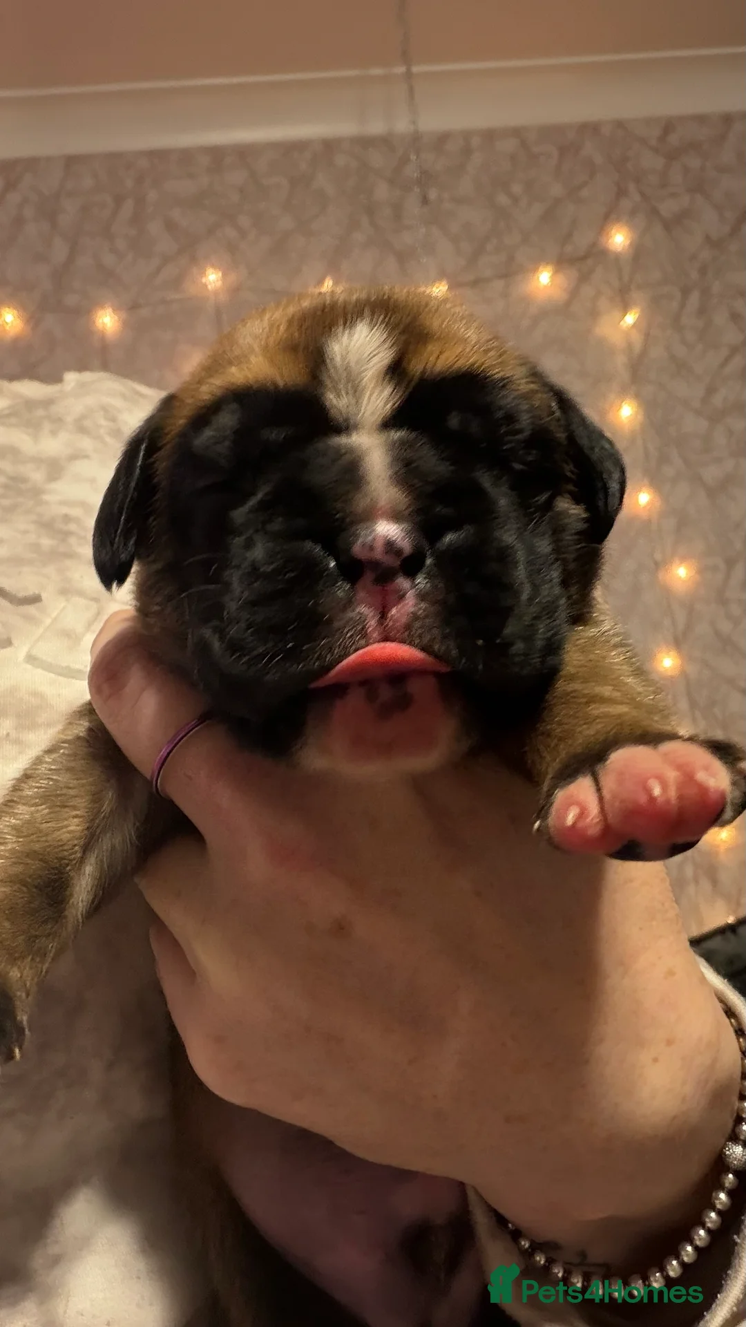 Boxer dogs for sale: Beautiful Boxer Puppies - Advert 9