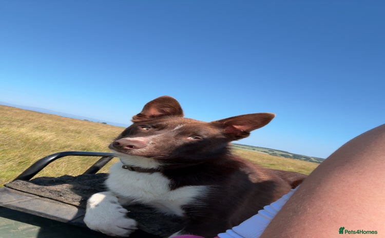 Border Collie dogs - Advert 1