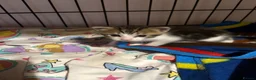 Mixed Breed cats for sale: Selling kittens  - Advert 6